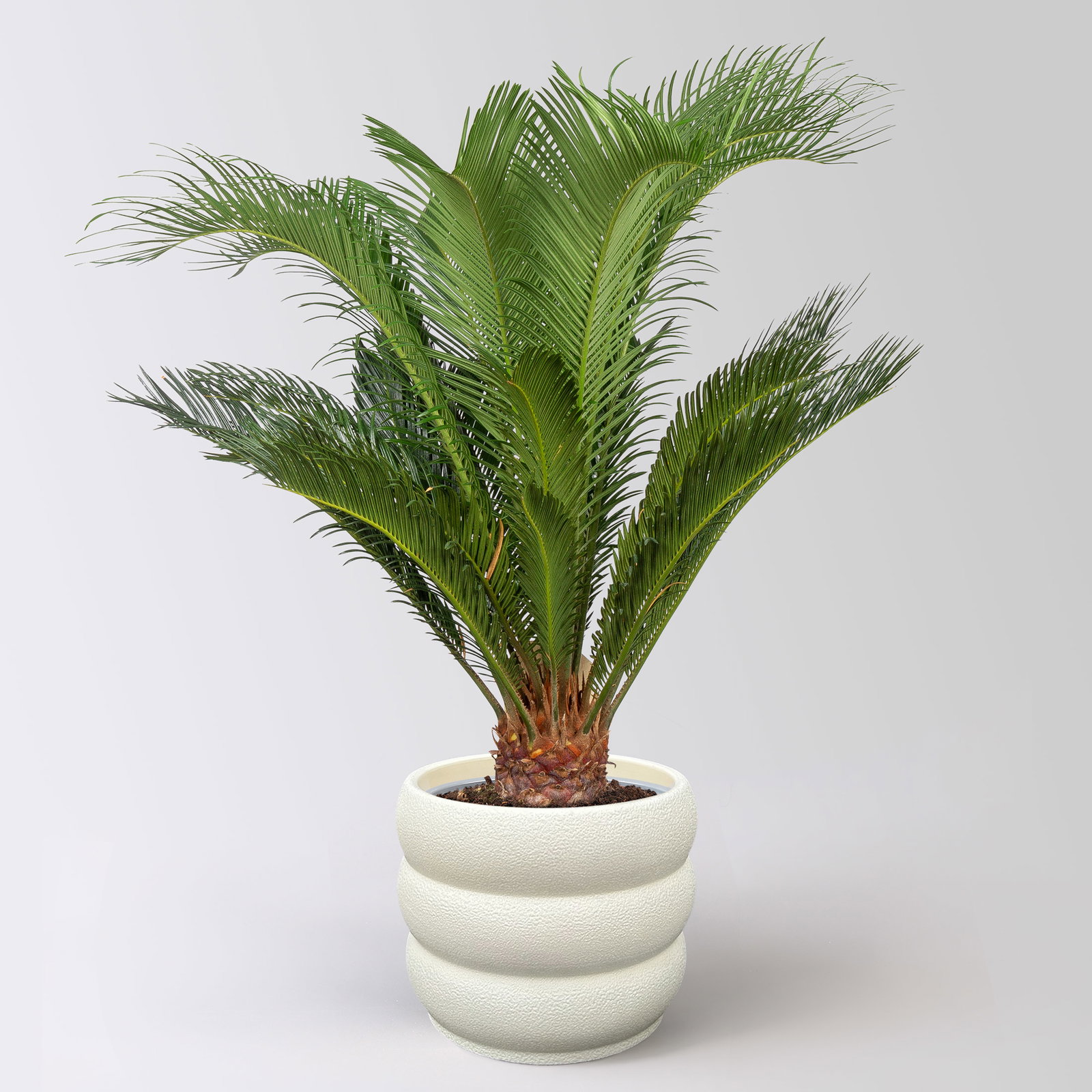 Palmfarn, Topf-Ø 17 cm, Höhe ca. 60 cm, in Topf Byron