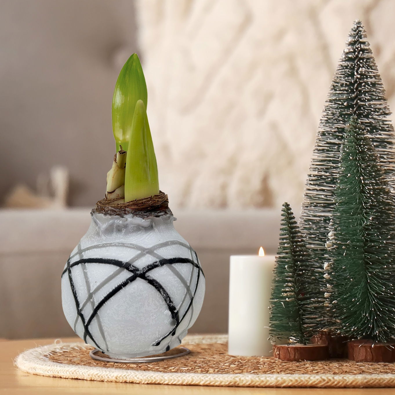 Amaryllis in Wachs, Dekor 'Supreme', Farbe zufällig, Blüte weiß, 2 Pflanzen