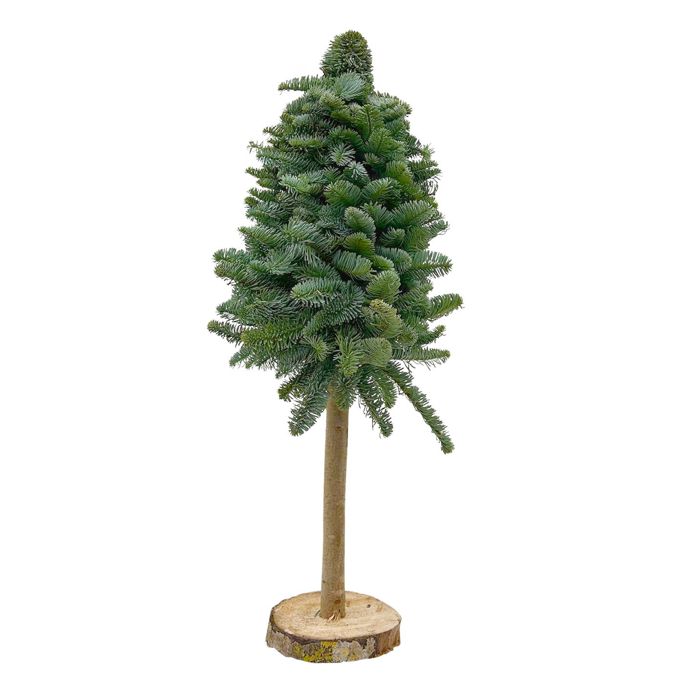 gebundener Baum aus echter Nobilistanne auf Stamm, Höhe ca. 80 cm