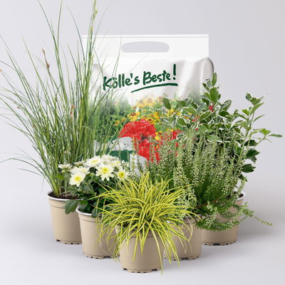 Pflanzenkreation Spätsommertraum weiß-grün, 5 Pflanzen inkl. Erde Pflanzenkreation Spätsommertraum weiß-grün, 5 Pflanzen inkl. Erde
