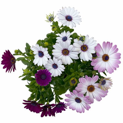 Kapkörbchen mehrfarbig, Topf-Ø 12 cm, 6er-Set Kapkörbchen mehrfarbig, Topf-Ø 12 cm, 6er-Set