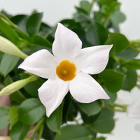 Dipladenie, weiß, Topf-Ø 14 cm, 4 Pflanzen