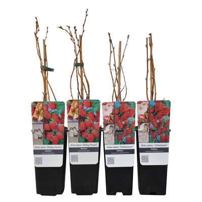 Sommerhimbeeren, 'Malling Promise' & 'Schönemann', Topf je 2 Liter, 4 Pflanzen Sommerhimbeeren, 'Malling Promise' & 'Schönemann', Topf je 2 Liter, 4 Pflanzen