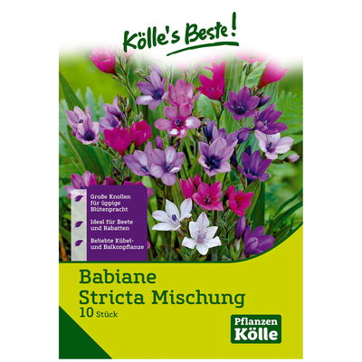 Blumenknollen-Mischung 'Babiane Stricta', rosa/lila, 10 Knollen Blumenknollen-Mischung 'Babiane Stricta', rosa/lila, 10 Knollen
