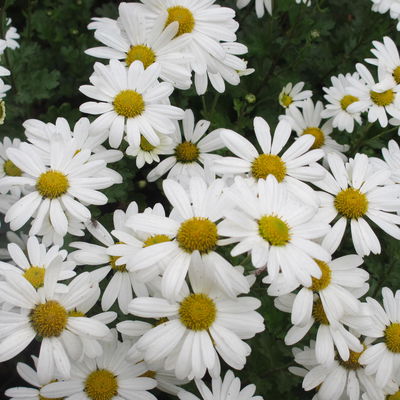 Bio Grönlandmargerite 'Stella', cremeweiß, Topf 11x11 cm, 3 Pflanzen