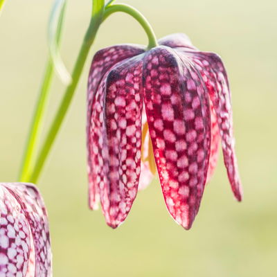 Schachbrettblume dunkelrot-violett, vorgetrieben, Topf-Ø 12 cm, 6 Pflanzen Schachbrettblume dunkelrot-violett, vorgetrieben, Topf-Ø 12 cm, 6 Pflanzen