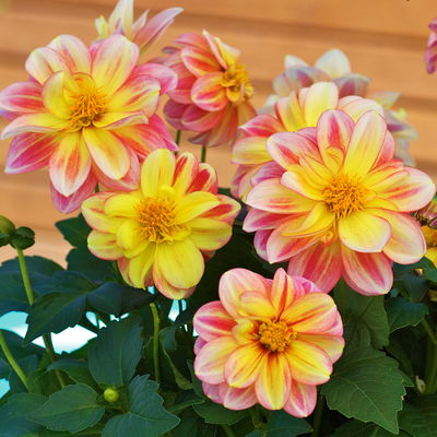 Dahlie bienenfreundlich, Farbe zufällig, Topf-Ø 14 cm, 4 Pflanzen