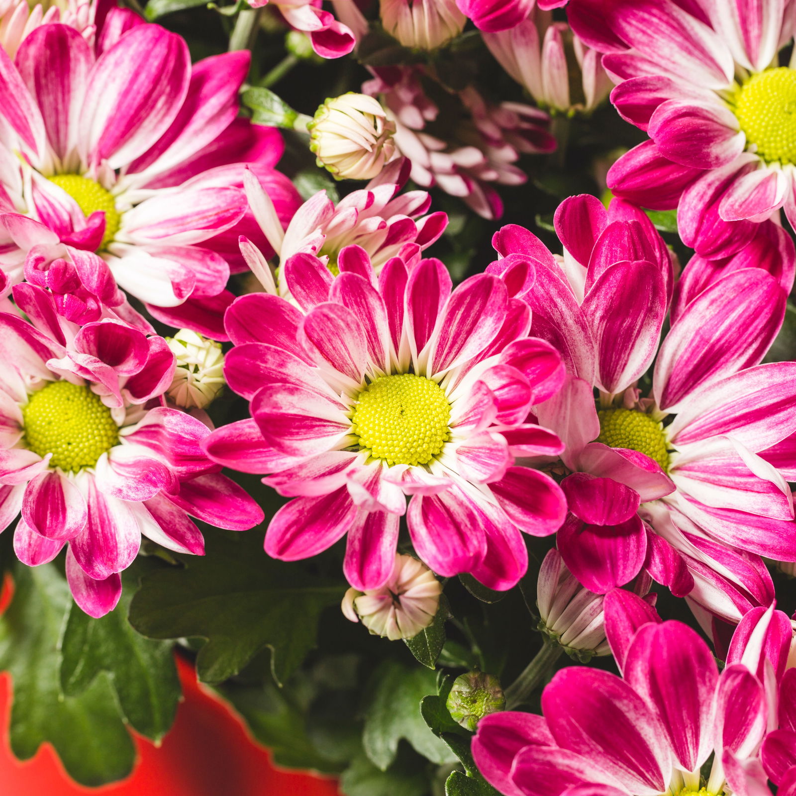 Chrysanthemen 'Rainbow Passion' pink-weiß, Topf-Ø 14 cm, 4 Pflanzen