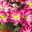 Chrysanthemen 'Rainbow Passion' pink-weiß, Topf-Ø 14 cm, 4 Pflanzen