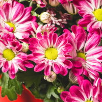 Chrysanthemen 'Rainbow Passion' pink-weiß, Topf-Ø 14 cm, 4 Pflanzen