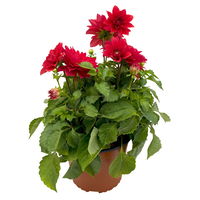 Dahlie 'Hypnotica', Farben zufällig, Topf-Ø 19 cm, 2er-Set