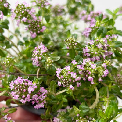 Bio Kaskadenthymian, Topf-Ø 12 cm