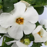 Schneeflockenblume weiß, Ampeltopf-Ø 25/27 cm