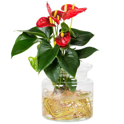 Anthurie 'Water Roots' rot in Glasvase 12cm Ø, ohne Erde Anthurie 'Water Roots' rot in Glasvase 12cm Ø, ohne Erde