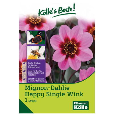 Mignon-Dahlie Happy Single Wink, rosa & pink, Größe 1, 1 Blumenknolle Mignon-Dahlie Happy Single Wink, rosa & pink, Größe 1, 1 Blumenknolle