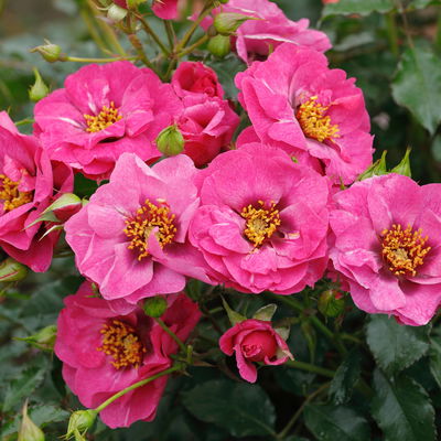 Duftende Beetrose 'Orienta Djamila'®, pink-violett, Topf 5 Liter, 4 Pflanzen Duftende Beetrose 'Orienta Djamila'®, pink-violett, Topf 5 Liter, 4 Pflanzen