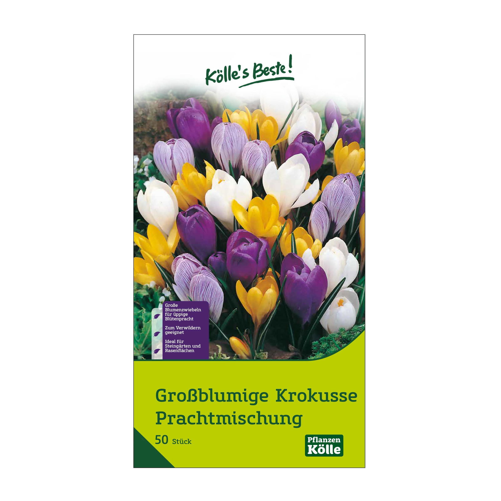 großblumige Krokusse Prachtmischung, 50 Blumenzwiebeln