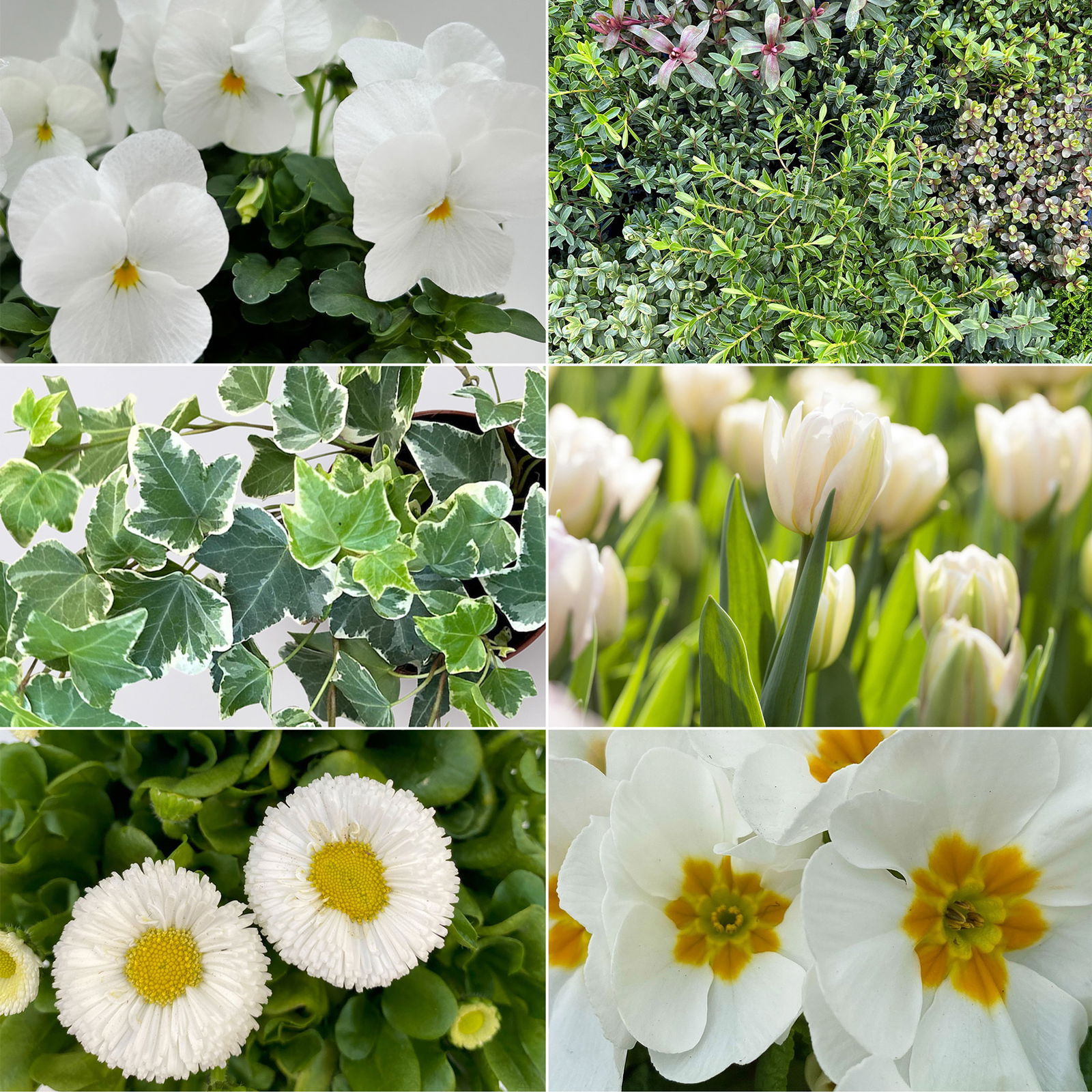 Grabbepflanzung Frühling grün-weiß, 12 Pflanzen