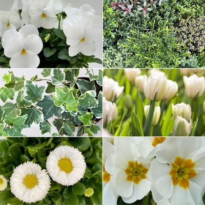 Grabbepflanzung Frühling grün-weiß, 12 Pflanzen