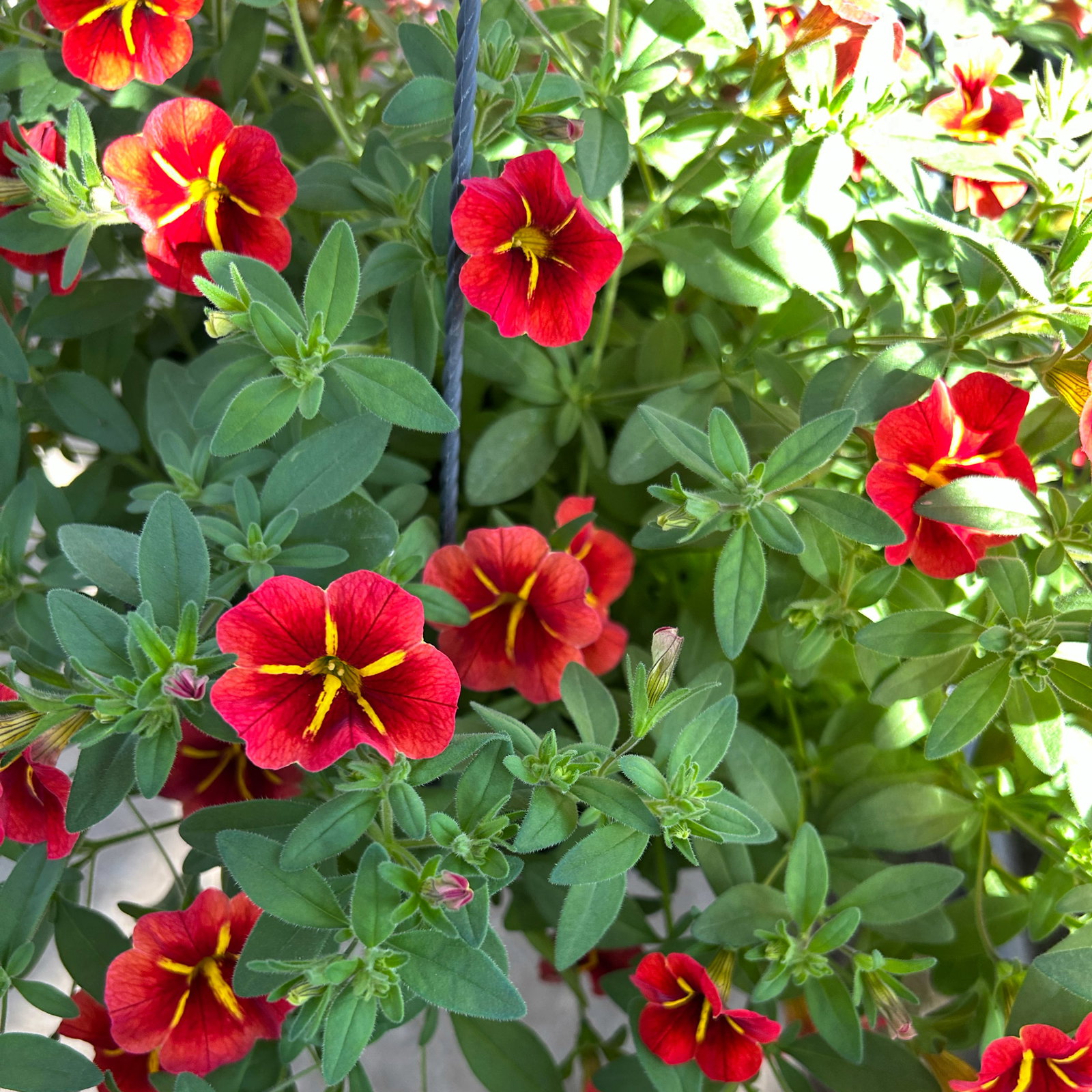 Zauberglöckchen 'Red Kiss' rot, Ampeltopf-Ø 27 cm Zauberglöckchen 'Red Kiss' rot, Ampeltopf-Ø 27 cm