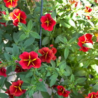 Zauberglöckchen 'Red Kiss' rot, Ampeltopf-Ø 27 cm Zauberglöckchen 'Red Kiss' rot, Ampeltopf-Ø 27 cm