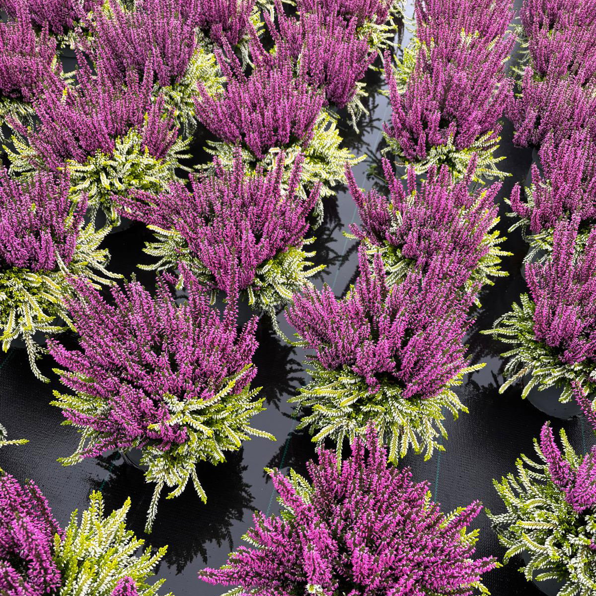 Calluna 'Colour Crown', zweifarbig, lila-weiß, Topf-Ø 13 cm, 3 Pflanzen Calluna 'Colour Crown', zweifarbig, lila-weiß, Topf-Ø 13 cm, 3 Pflanzen