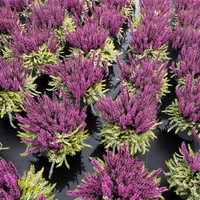 Calluna 'Colour Crown', zweifarbig, lila-weiß, Topf-Ø 13 cm, 3 Pflanzen Calluna 'Colour Crown', zweifarbig, lila-weiß, Topf-Ø 13 cm, 3 Pflanzen