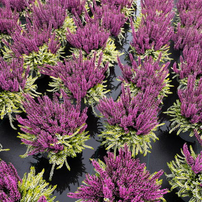 Calluna 'Colour Crown', zweifarbig, lila-weiß, Topf-Ø 13 cm, 3 Pflanzen Calluna 'Colour Crown', zweifarbig, lila-weiß, Topf-Ø 13 cm, 3 Pflanzen