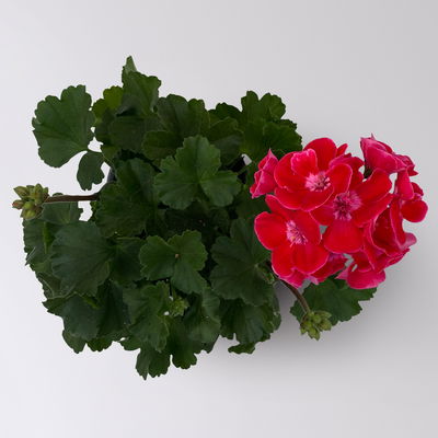 Geranie rot mit hellem Auge, stehend, Topf-Ø 13 cm, 6 Pflanzen