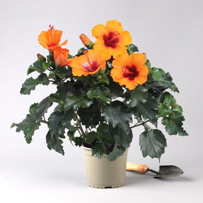 Hibiskus, HibisQs® 'Petit Orange', Busch, Topf-Ø 17 cm, Höhe ca. 50 cm Hibiskus, HibisQs® 'Petit Orange', Busch, Topf-Ø 17 cm, Höhe ca. 50 cm