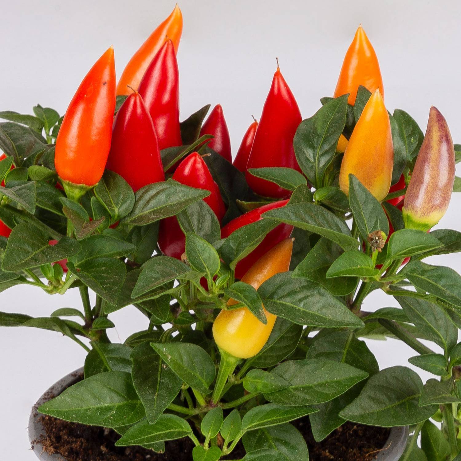 Capsicum 'Acapulco Multicolor', Topf-Ø 10,5, 6er-Set