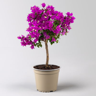 Bougainvillea, Ministamm, Topf-Ø 18 cm, Höhe ca. 50-60 cm Bougainvillea, Ministamm, Topf-Ø 18 cm, Höhe ca. 50-60 cm