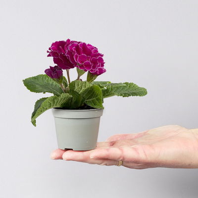 Primel Mini bunt, gefüllt, Farben zufällig, Topf-Ø 6 cm, 10 Pflanzen