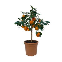 Limette' Lima Rossa', Topf-Ø 22 cm Stamm, Höhe ca. 70 cm