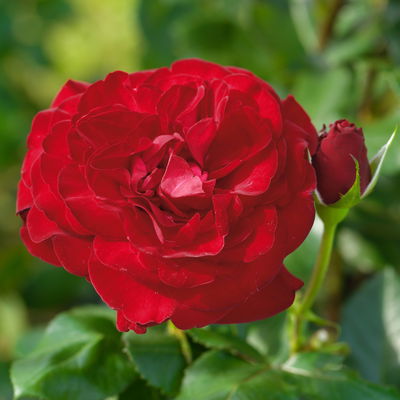 Edelrose 'Marlene®', rot, Topf 5 Liter, 4 Pflanzen