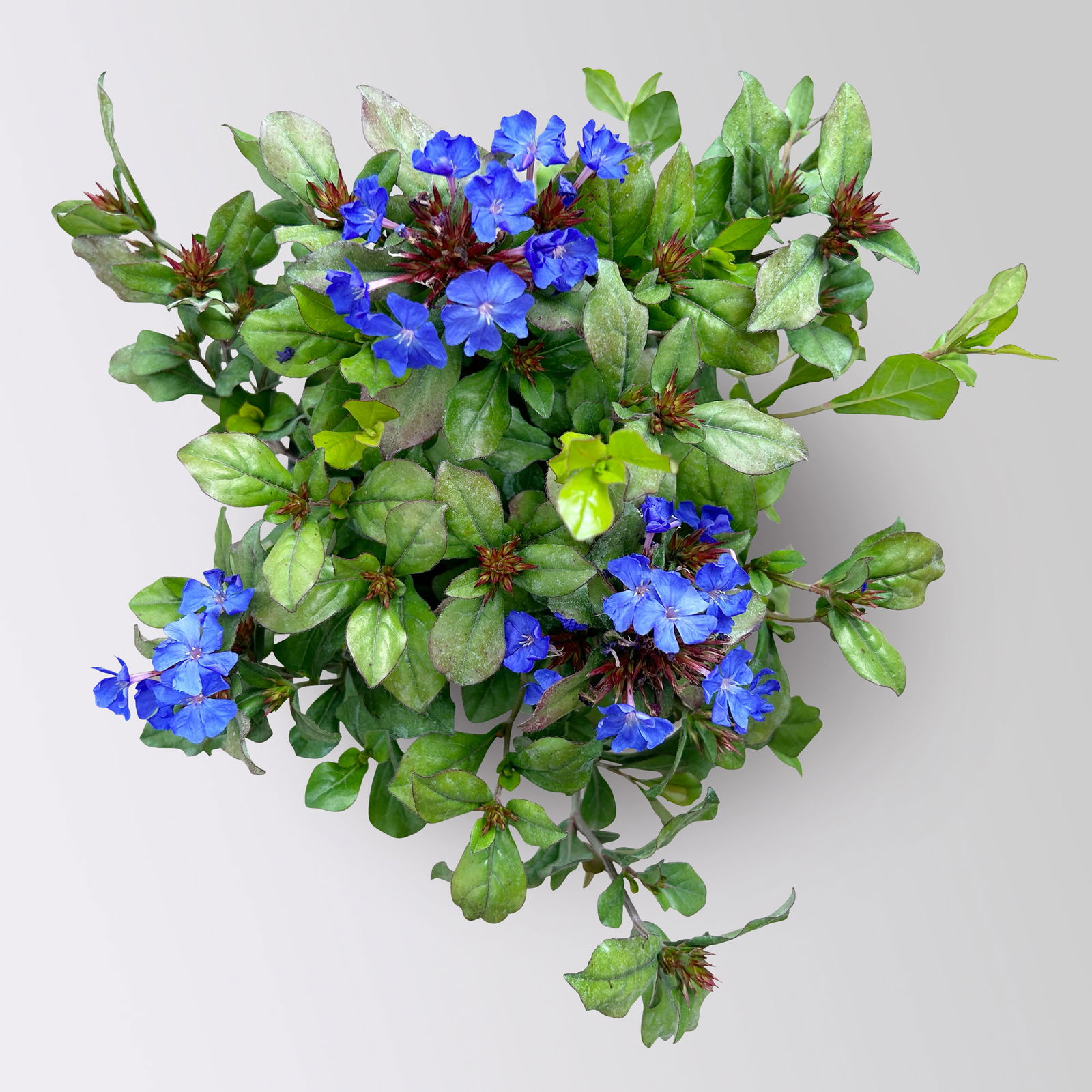 Chinesischer Bleiwurz, blau, Topf-Ø 13 cm, 6 Pflanzen