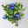 Chinesischer Bleiwurz, blau, Topf-Ø 13 cm, 6 Pflanzen