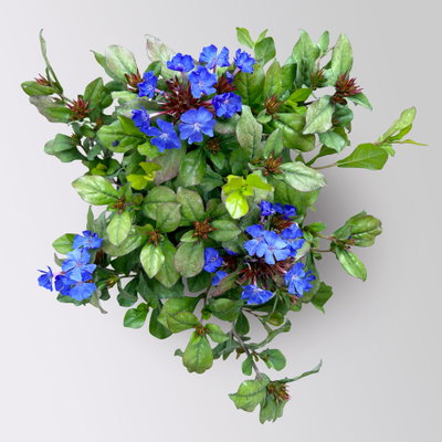Chinesischer Bleiwurz, blau, Topf-Ø 13 cm, 6 Pflanzen Chinesischer Bleiwurz, blau, Topf-Ø 13 cm, 6 Pflanzen