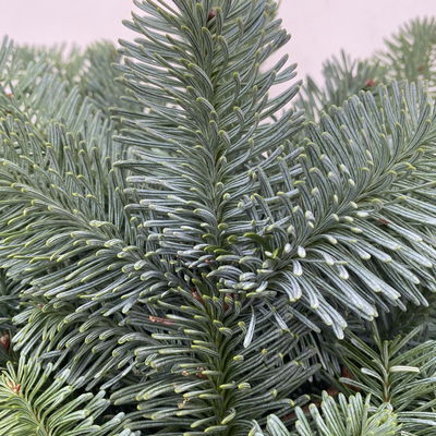 Nobilis Tannenzweige im Handbund, Länge 40 - 50 cm, ca. 500 g, 6 Bund