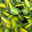 Bio Funkien 'Touch of Class®' hellviolett, Topf 11x11 cm, 3 Pflanzen