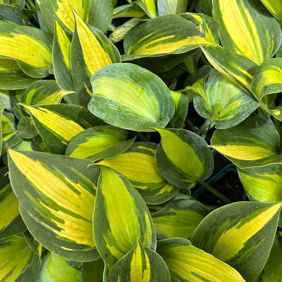 Bio Funkien 'Touch of Class®' hellviolett, Topf 11x11 cm, 3 Pflanzen