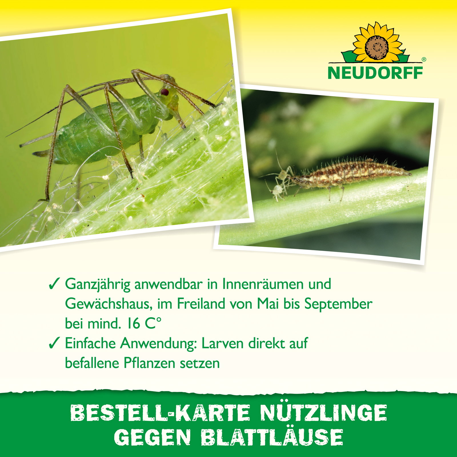 Neudorff Bestell-Set Nützlinge gegen Blattläuse, für bis zu 10 m² Neudorff Bestell-Set Nützlinge gegen Blattläuse, für bis zu 10 m²