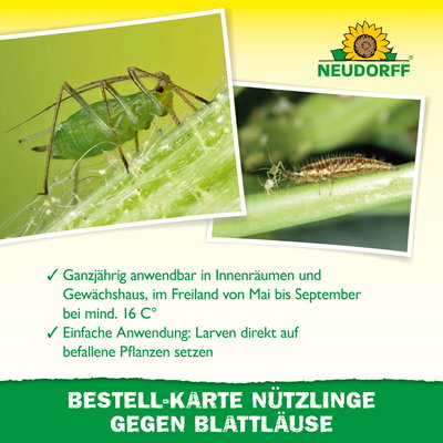 Neudorff Bestell-Set Nützlinge gegen Blattläuse, für bis zu 10 m² Neudorff Bestell-Set Nützlinge gegen Blattläuse, für bis zu 10 m²