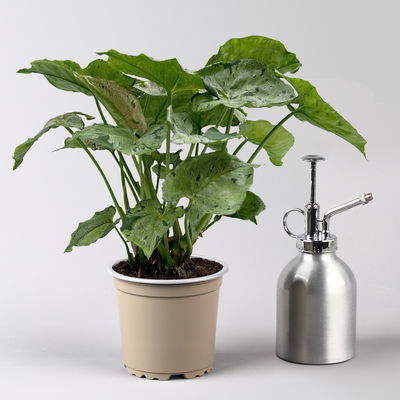 Syngonium 'Green Splash', Topf-Ø12cm, Höhe ca. 25 cm Syngonium 'Green Splash', Topf-Ø12cm, Höhe ca. 25 cm