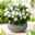 Pflanzenkreation Schatten-Zauber, klein, 6 Pflanzen inkl. Erde und Dünger