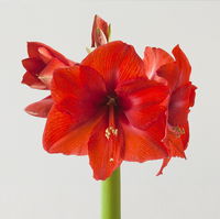 Amaryllis in Wachs, Dekor 'rot mit Winterschal', Blüte rot