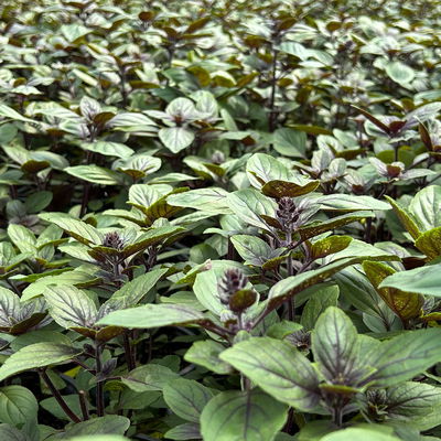 Bio Strauchbasilikum 'African Blue', Topf-Ø 12 cm Bio Strauchbasilikum 'African Blue', Topf-Ø 12 cm