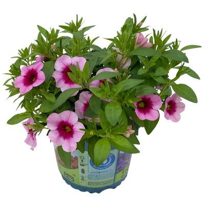 Zauberglöckchen 'Aloha Kona Tiki Pink' rosa-pink, Topf-Ø 13 cm, 6 Pflanzen