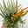 Knospenheide 'Beautybelle®', Mix zufällig, Topf-Ø 11 cm, 6 Pflanzen