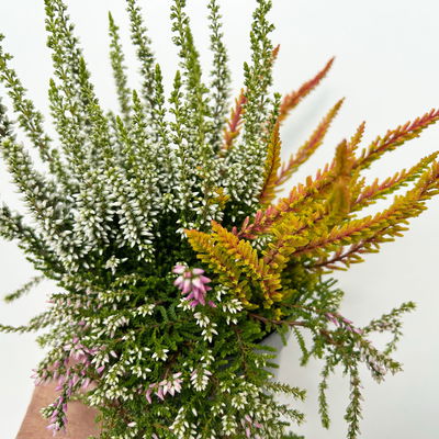 Knospenheide 'Beautybelle®', Mix zufällig, Topf-Ø 11 cm, 6 Pflanzen Knospenheide 'Beautybelle®', Mix zufällig, Topf-Ø 11 cm, 6 Pflanzen